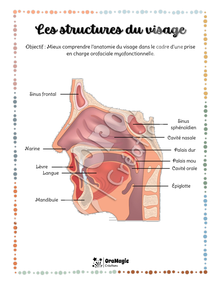 Les structures du visage - TOM - Référentiel - 4$.pdf