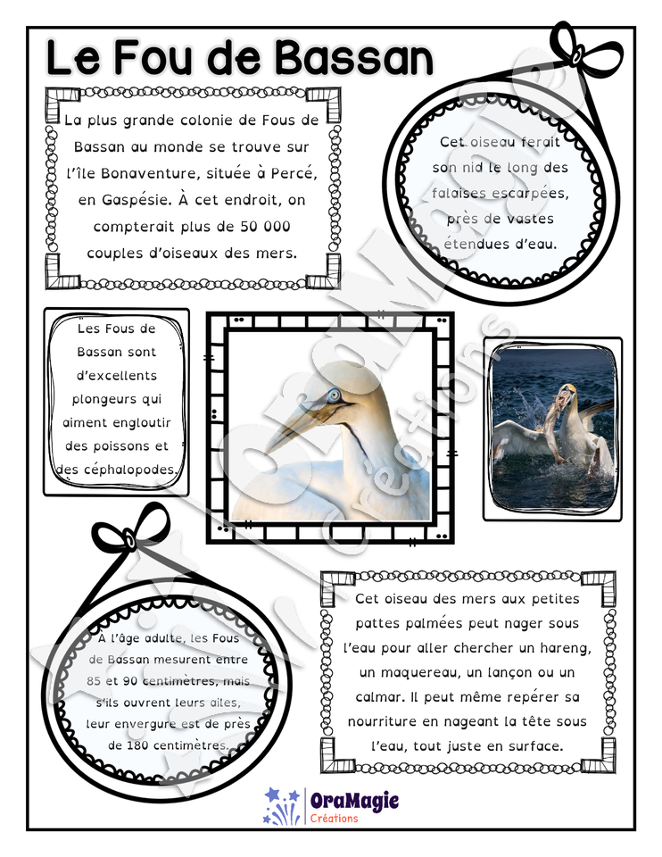 Comprendre un texte informatif - Texte le Fou de Bassan - 2e année.pdf