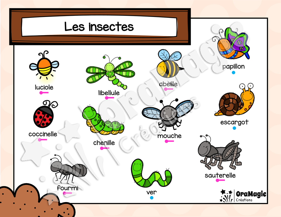 Catégorie en images - Les insectes