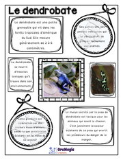 Comprendre un texte informatif - Texte le dendrobate - 2e année - 2$.pdf