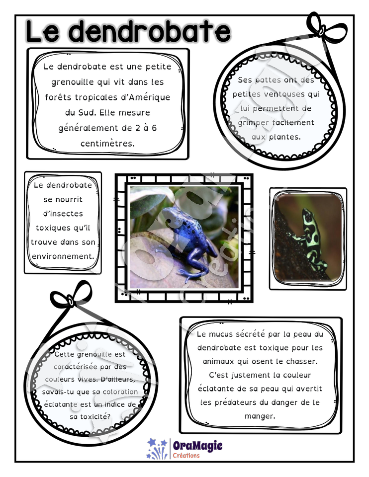 Comprendre un texte informatif - Texte le dendrobate - 2e année - 2$.pdf