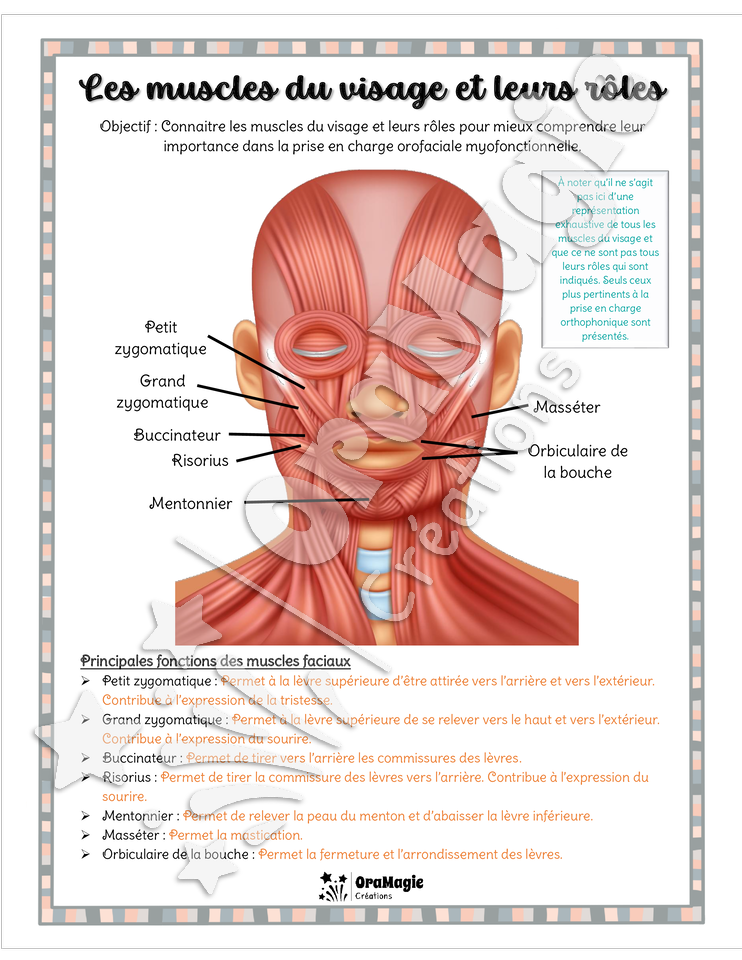 Les muscles du visage et leurs rôles - Affiche - référentiel TOM - 4$.pdf