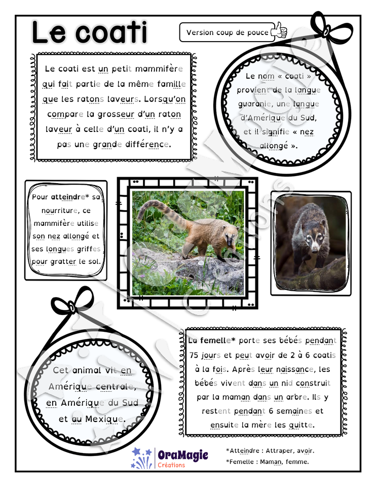 Comprendre un texte informatif - Le coati