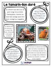 Comprendre un texte informatif - Texte le tamarin lion-doré - 2e année - 2$.pdf