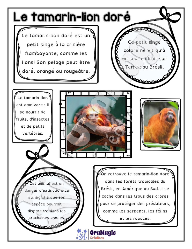Comprendre un texte informatif - Texte le tamarin lion-doré - 2e année - 2$.pdf